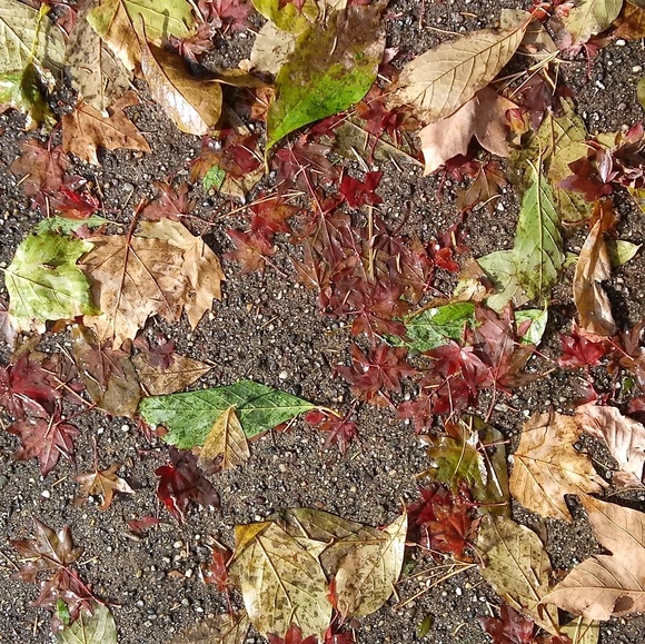 Meet your Posher, Tammie - Picture 1 of 1